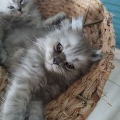   Chatons persans chinchilla  