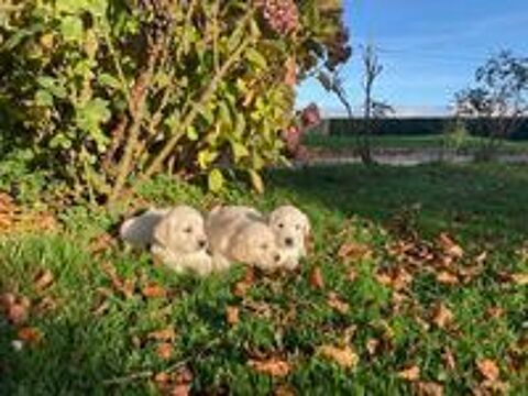   Chiot golden retriever 