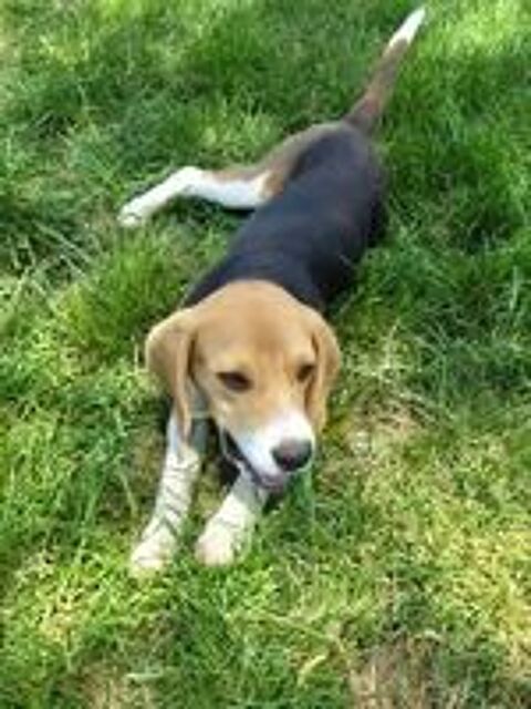   ARIBO mâle type beagle 8 mois 