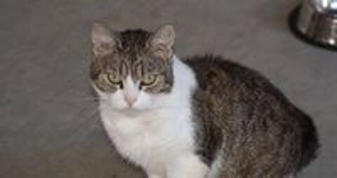   LOUANA, jolie chatte grise et blanche à adopter via l'association UMA  