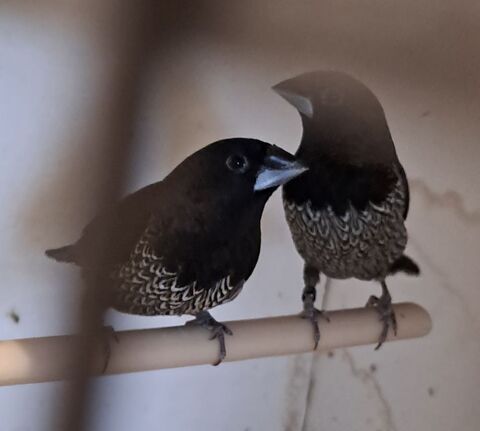 Moineau du Japon 20 76680 Bellencombre