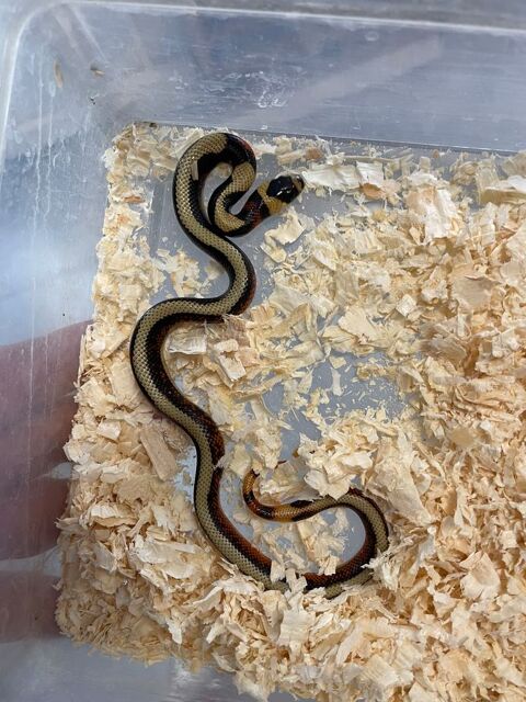Serpent lampropeltis stuarti 90 30000 Nmes