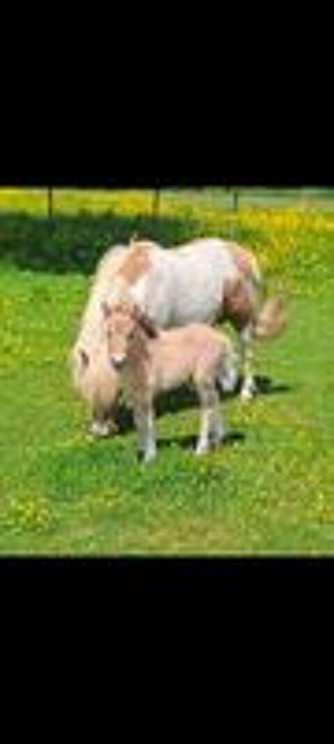   tr�s belle ponette shetland n�e en mai 2025. 