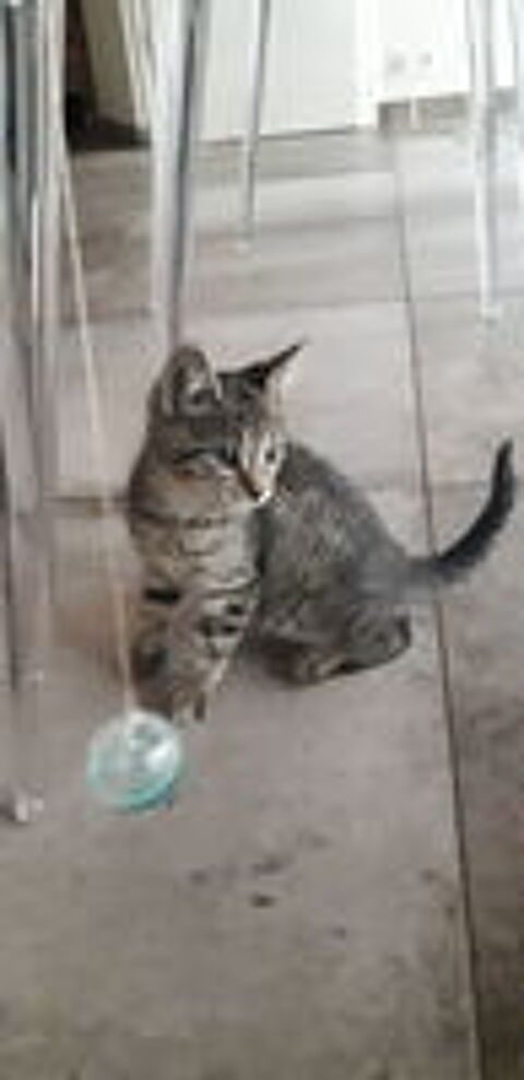   Donne chaton mâle 