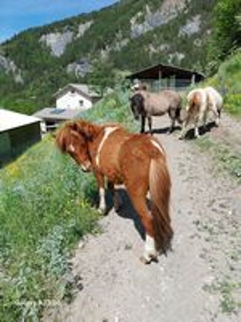   Ponettes et poneys  