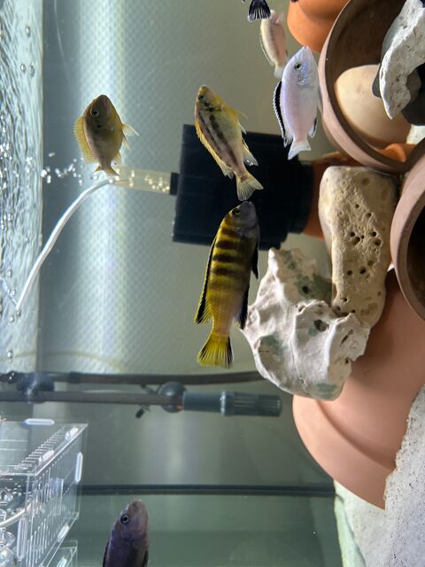 Poisson malawi cichlidé 1 67100 Strasbourg