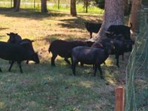   MOUTONS D'OUESSANT 