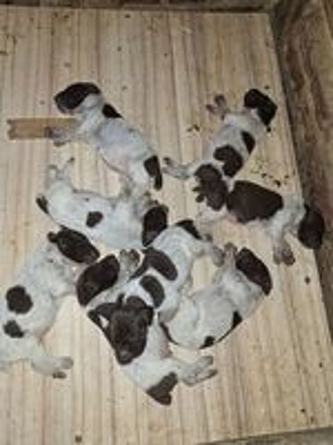   A réserver Chiots braque allemand LOF 
