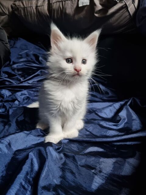 Apollon maincoon LOOF 1300 89210 Brienon-sur-arman�on