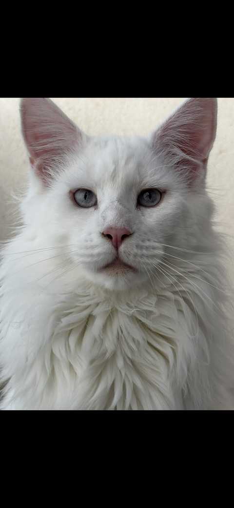Sallie beau M&acirc;le MAINE COON
350 83210 La farl�de