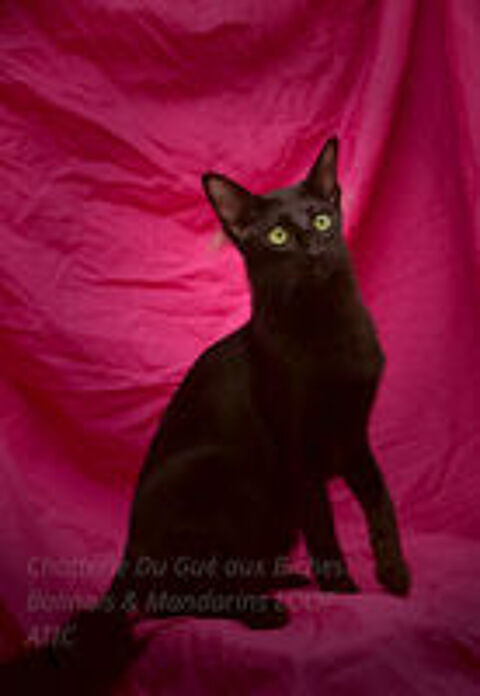   adorable chaton mandarin LOOF :oriental à fourrure mi-longue 