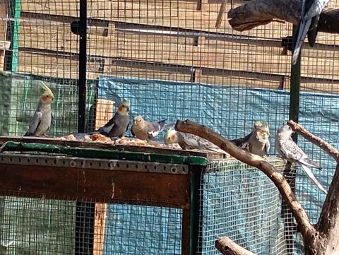 Calopsittes 30 07170 Saint-germain