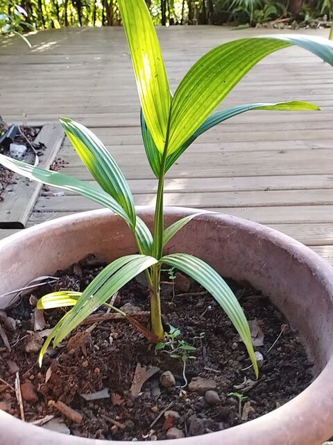 Palmiers rouge � l�vres et palmier �ventail. 25 Saint-Joseph (97)