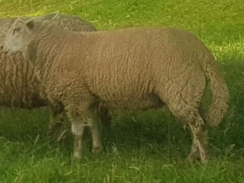 mouton femelle 135 62550 Pernes