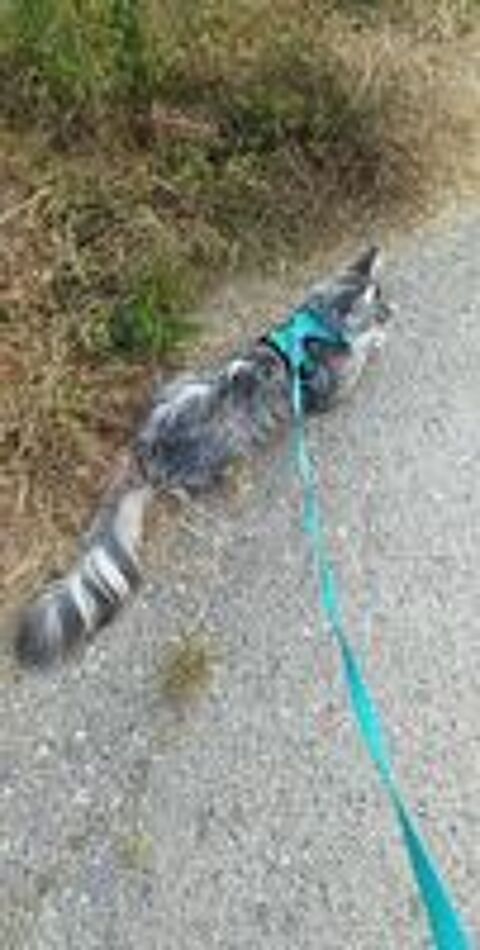   Chat de race ? 750? avec tous ses accessoires 