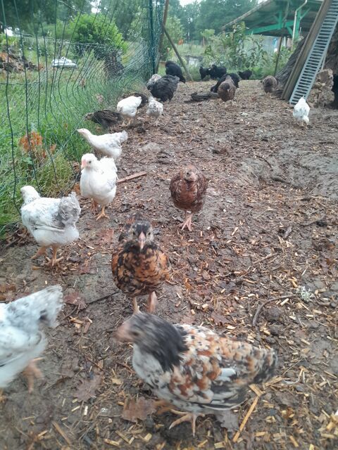 Poussins Wyandottes naines 5 40190 Villeneuve-de-marsan