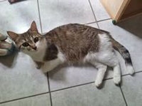   Chat FLOCON  l adoption 