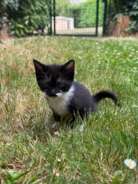 Je donne les chatons entre des bonnes mains ? 
0 91100 Corbeil-essonnes
