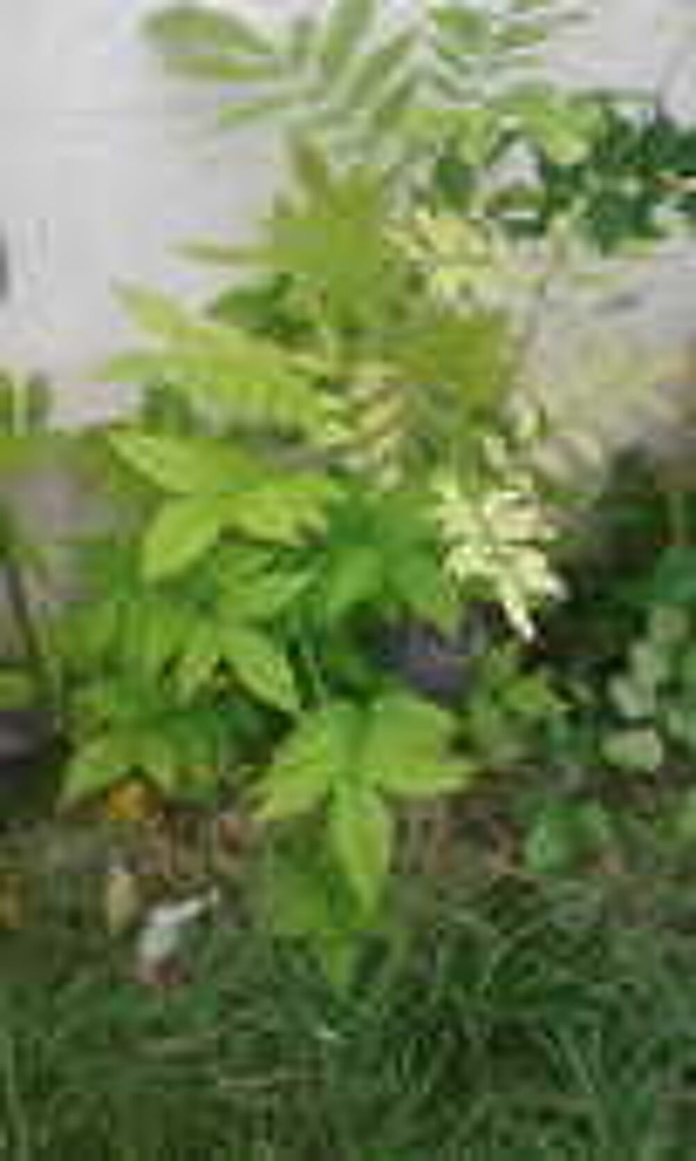 Plant Glycine et plant Campis Indien Jardin