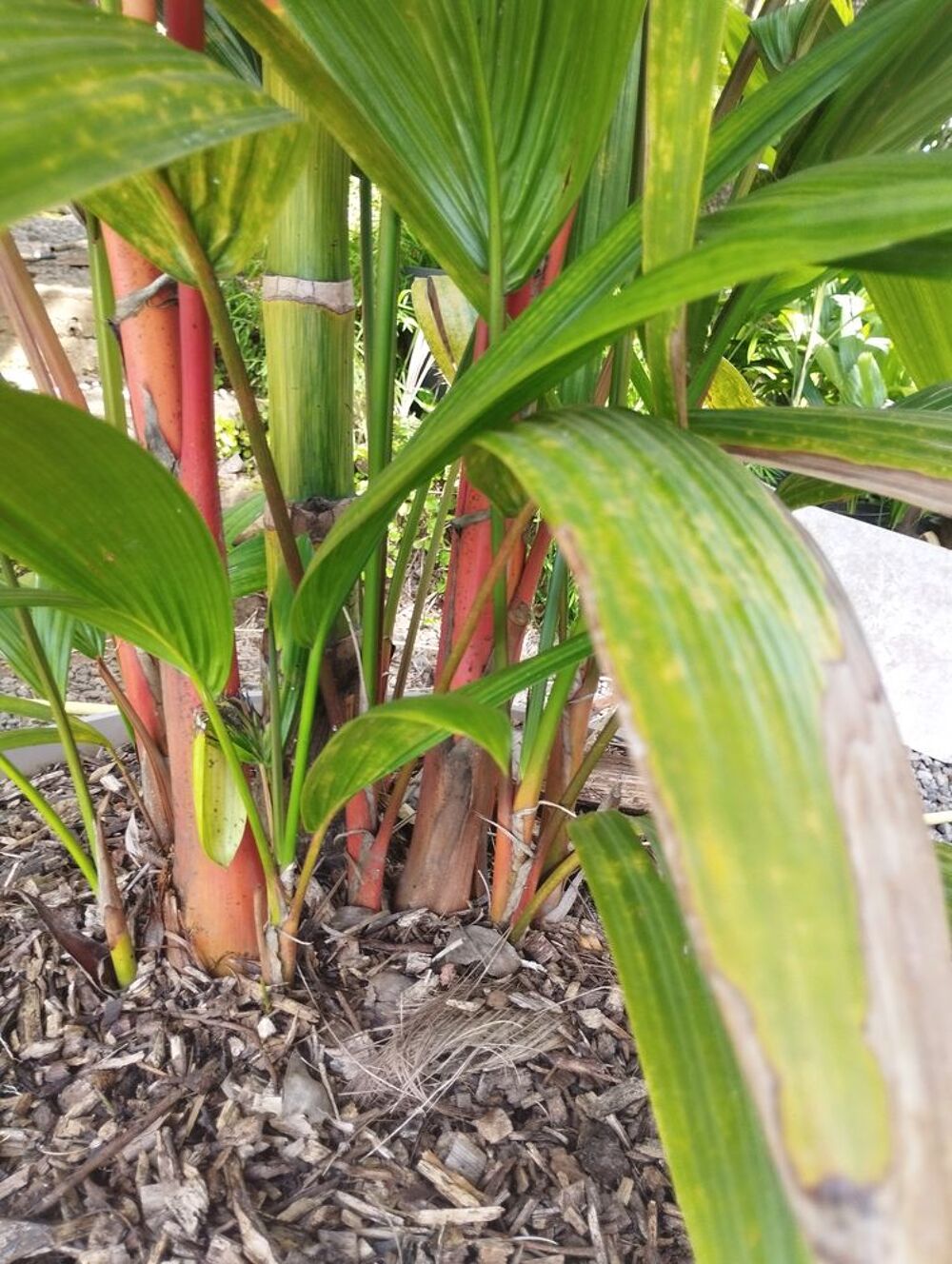 Palmier rouge &agrave; l&egrave;vres Jardin