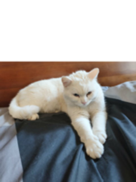   Berlioz 