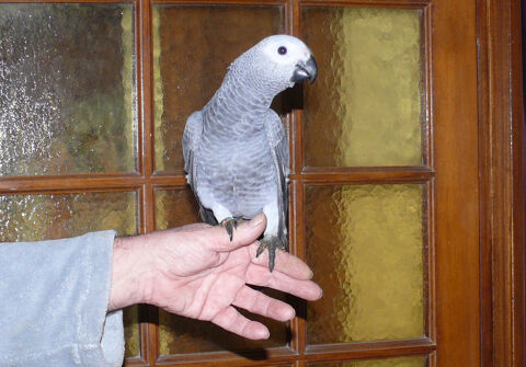 Perroquet gris du Gabon 1200 89100 Sens