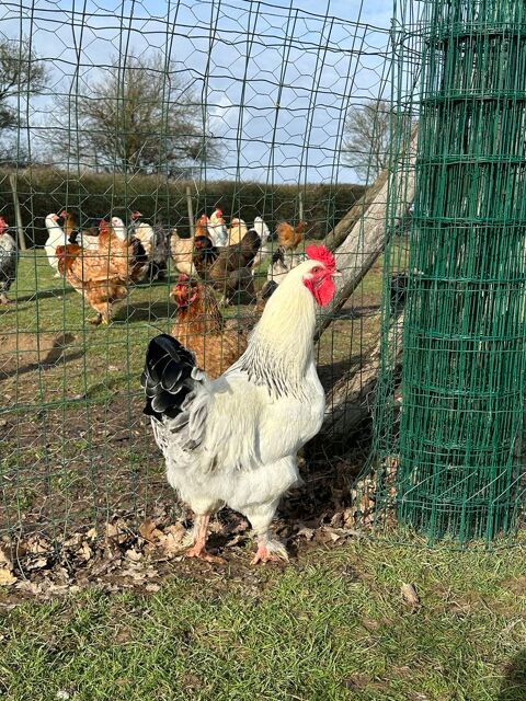 Coq 5 49670 Valanjou