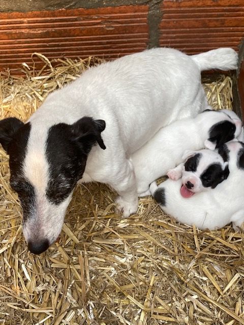 Chiots jack russell 76110 Grainville-ymauville