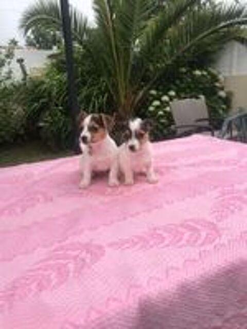   Chiots Jack Russel 