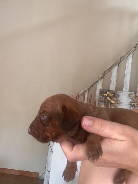 Chiots teckel 0 66000 Perpignan