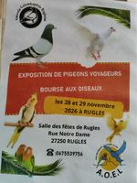   EXPOSITION  DE PIGEONS VOYAGEURS BOURSE AUX OISEAUX 