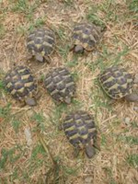   Tortue  2 ans 