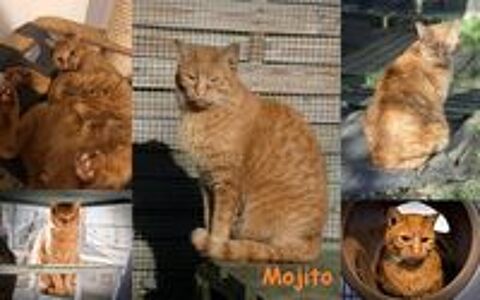   MOJITO 8 ans � adopter 