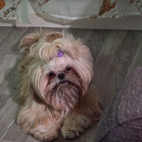 Shih tzu femelle de petit gabarit
0 76290 Montivilliers