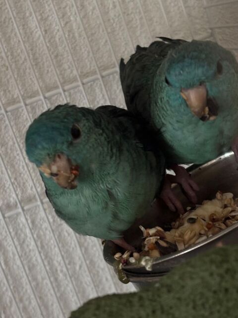 Perruche Catherine 170 24350 Grand-brassac