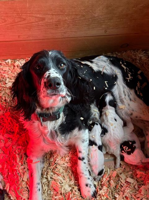 Chiots Springer 400 13200 Arles