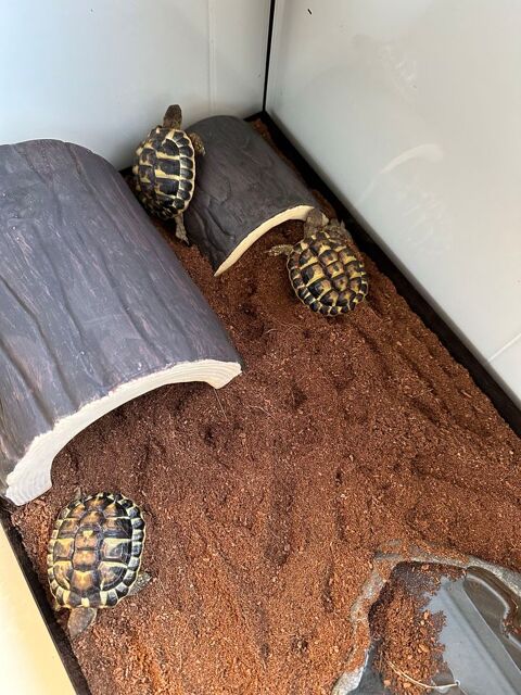 tortues de terre 35 Sausset-les-Pins (13)