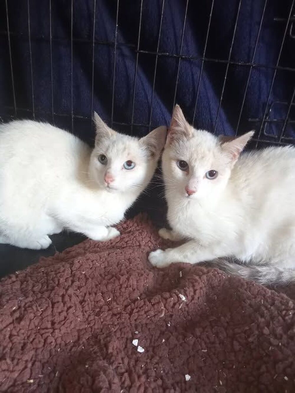   Chat ISISetLADY  l adoption 