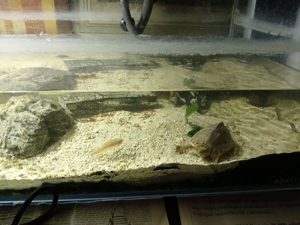   Tortue carinatus avec aquarium dcor pompe lampe chauffe eau 