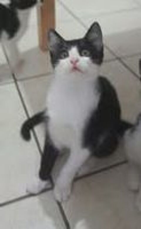   Chat BIJOU à l adoption 