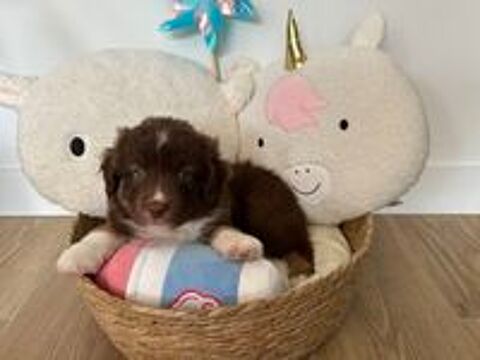   Chiot berger américain miniature  