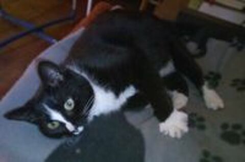   Lily 1 an chatte timide et douce cherche une famille 