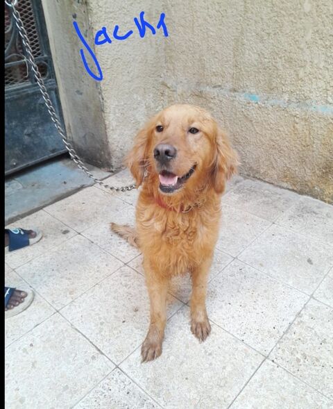 JACK MÂLE 2ANS1/2 NON CASTRE  A SAUVER D'ÉGYPTE ADOPTION SEULEMENT 0 75018 Paris