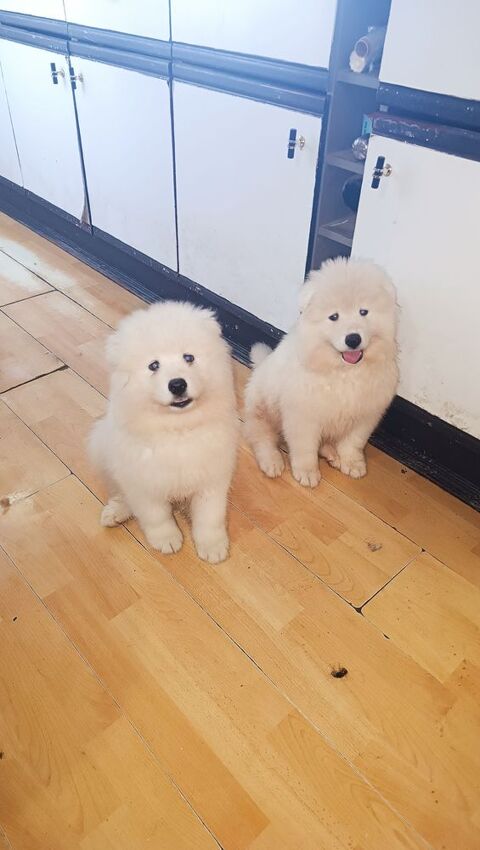 Chiots samoy&egrave;des 800 09130 Artigat