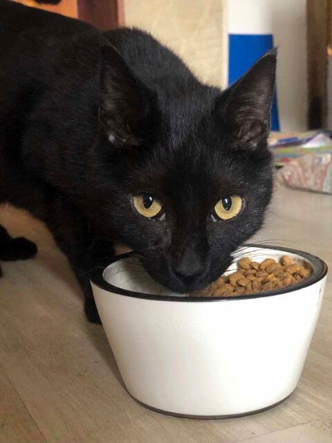 DOHA, magnifique chat noir à adopter via l'association UMA 150 18000 Bourges