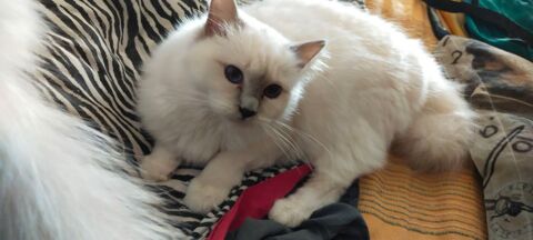 chatte Sacr&eacute; de Birmanie en r&eacute;duction &eacute;levage 400 72600 Mamers