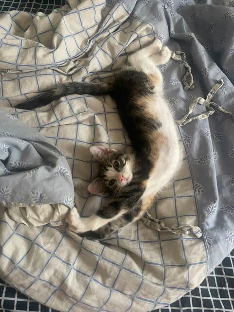 A L'ADOPTION SYMPA VISIBLE PARIS 17 0 75018 Paris