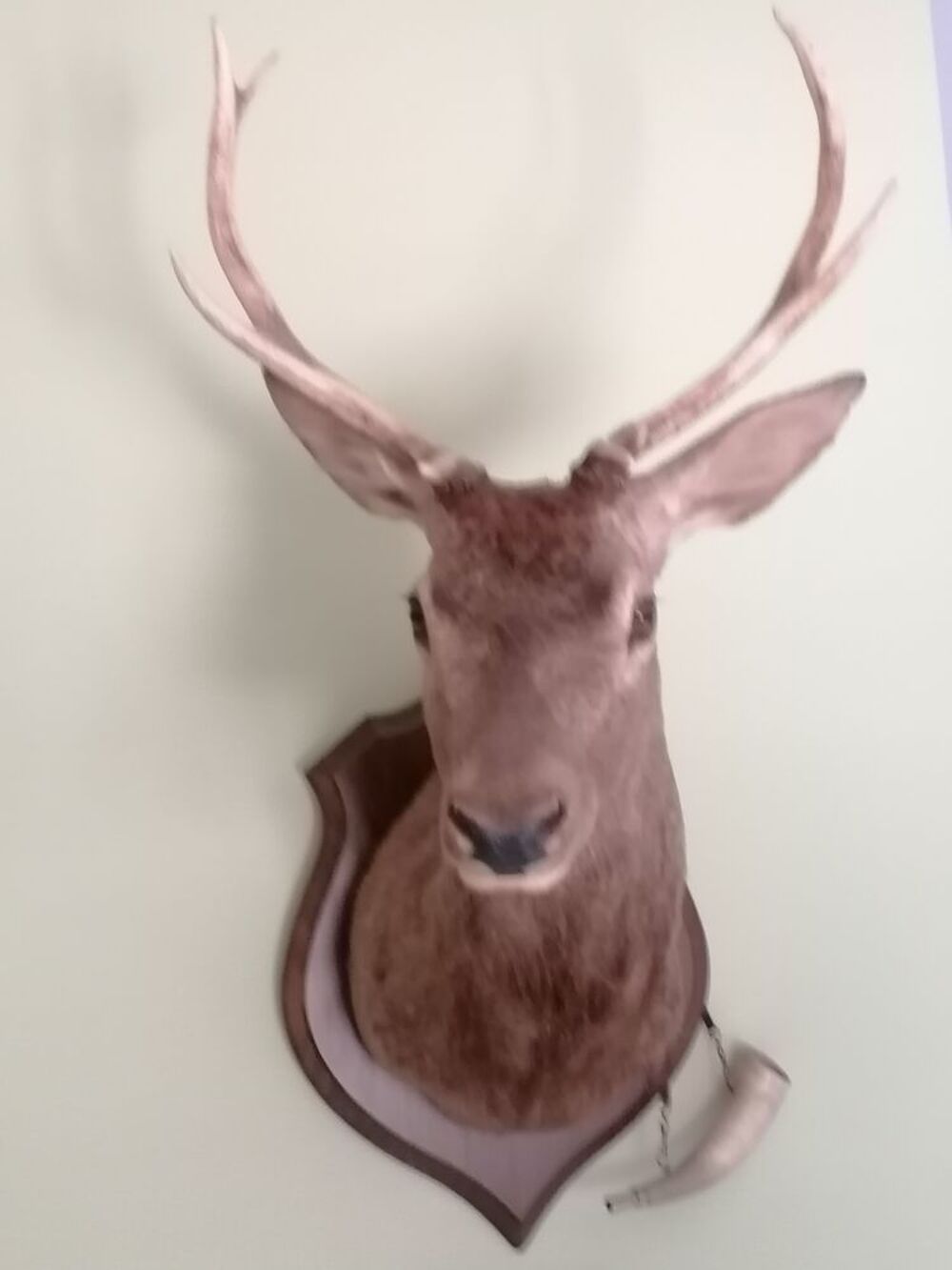 T&ecirc;te de CERF 8 Cors Décoration