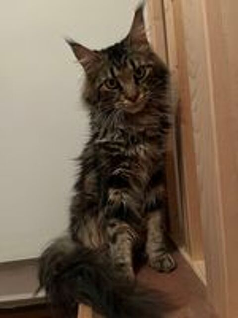   Maine coon pour saillie 