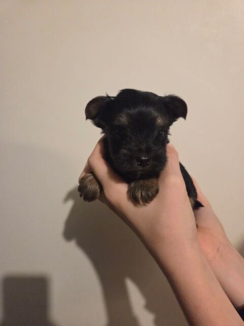 Yorkshire toy 1700 54220 Malz�ville